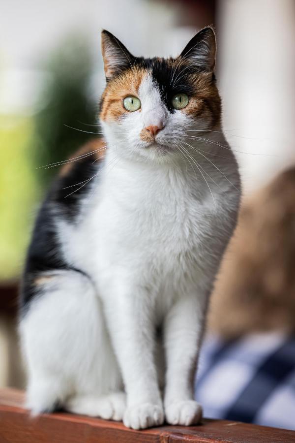 Pensiunea Montan Buşteni Exteriér fotografie